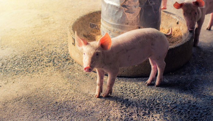 金新农强势上涨带动行情,养殖ETF(516760)涨1.54%