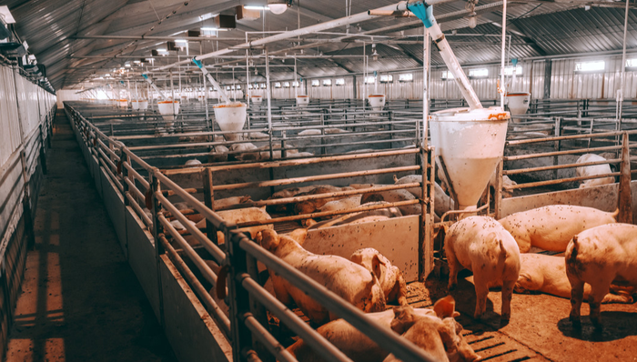 516760,ETF盤中快訊,金新農