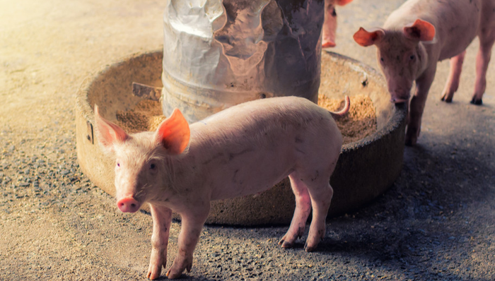 516760,ETF盤中快訊,養(yǎng)殖ETF