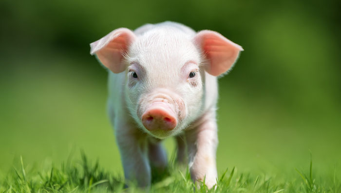 招商中證畜牧養(yǎng)殖ETF,畜牧養(yǎng)殖,招商中證畜牧養(yǎng)殖交易型開放式指數(shù)證券投資基金,516670,516