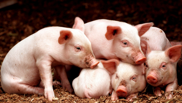 招商中证畜牧养殖ETF,畜牧养殖,招商中证畜牧养殖交易型开放式指数证券投资基金,516670,516