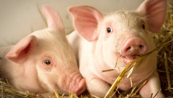 招商中证畜牧养殖ETF,畜牧养殖,招商中证畜牧养殖交易型开放式指数证券投资基金,516670,516