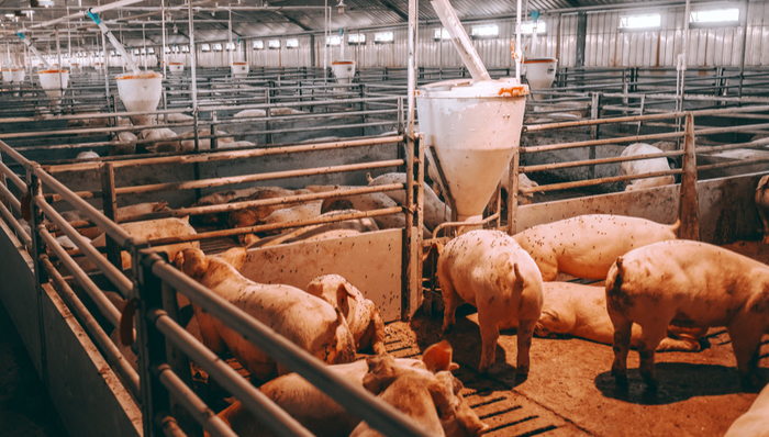 603363.SH,*ST傲农,福建傲农生物科技集团股份有限公司,Aonong,Group,农林牧渔