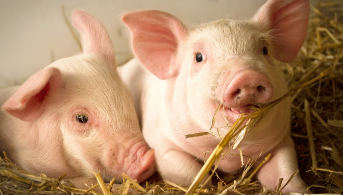 畜牧ETF,鹏华中证畜牧养殖交易型开放式指数证券投资基金,159867,159867.SZ,中证畜牧