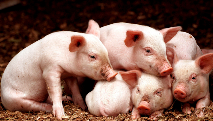 畜牧ETF,鵬華中證畜牧養(yǎng)殖交易型開放式指數(shù)證券投資基金,159867,159867.SZ,中證畜牧