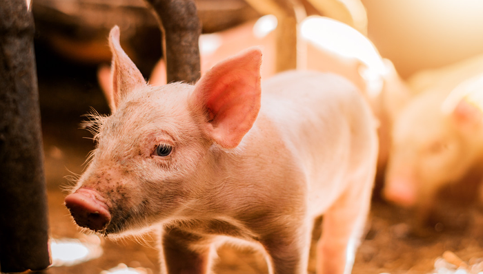 平安中证畜牧养殖ETF,养殖ETF,平安中证畜牧养殖交易型开放式指数证券投资基金,516760,51