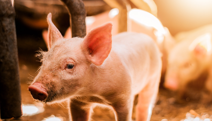 京基智农获多家机构研报覆盖,生猪养殖业务成增长亮点