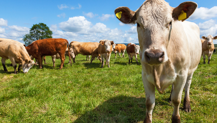 恒天然可持續(xù)行動全回顧