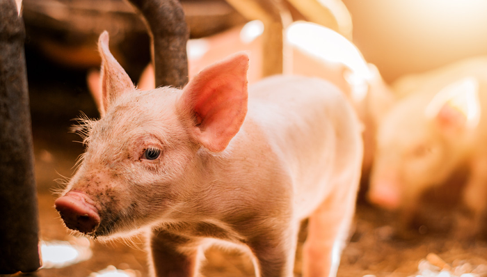 平安中证畜牧养殖ETF,养殖ETF,农林牧渔,平安中证畜牧养殖交易型开放式指数证券投资基金,5167