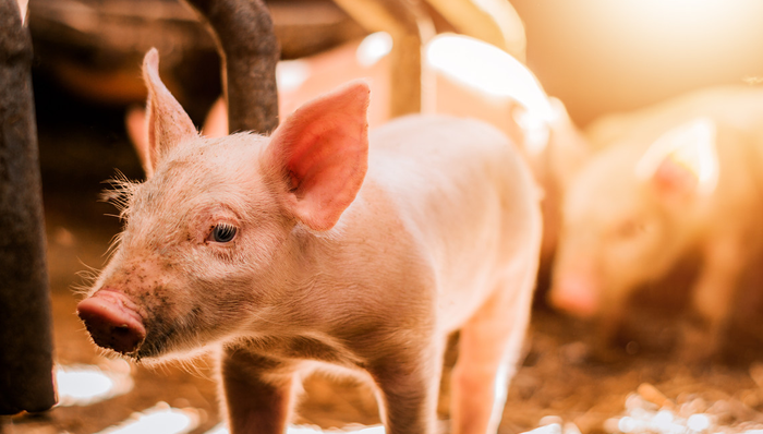 平安中證畜牧養(yǎng)殖ETF,養(yǎng)殖ETF,農(nóng)林牧漁,平安中證畜牧養(yǎng)殖交易型開放式指數(shù)證券投資基金,5167