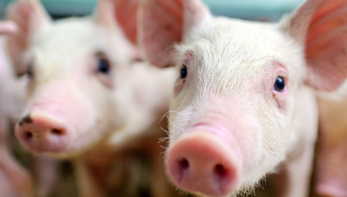 畜牧ETF,農(nóng)林牧漁,鵬華中證畜牧養(yǎng)殖交易型開放式指數(shù)證券投資基金,159867,159867.SZ