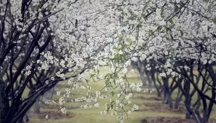 冬日来广东赏“雪”,邂逅“梅”好时光