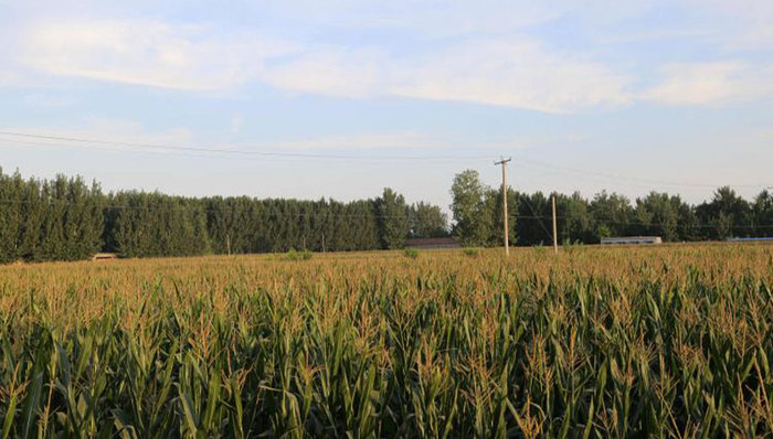 广东十年投1600多亿元“补短板”资金促乡村振兴