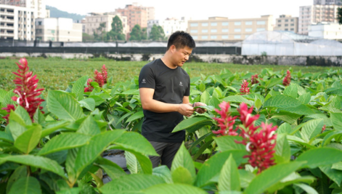 广州市林业和园林科学研究院工程师张继方:园林人和他们守护着的花城