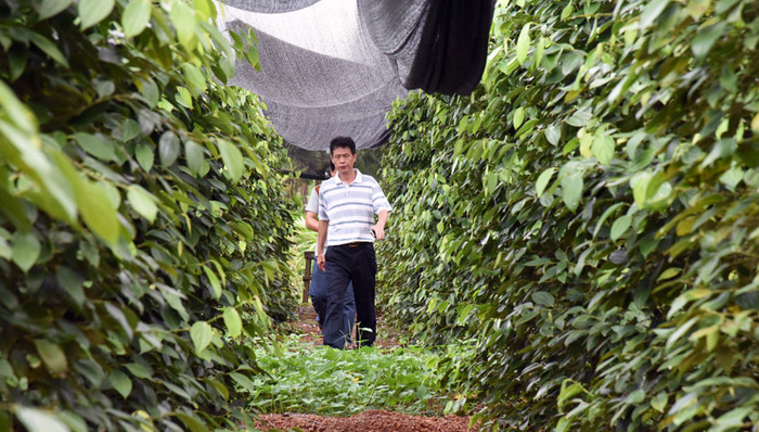 国外低价胡椒冲击市场,海南“椒急”