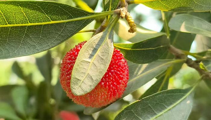 杨梅盛宴即将开启,共享夏日美味放心吃