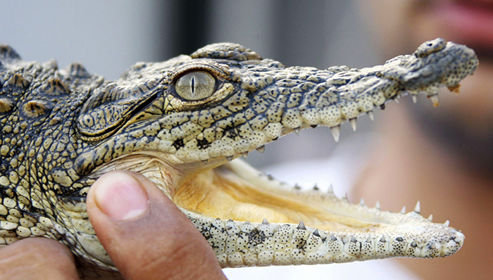 开云集团,奢侈品