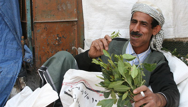 “阿拉伯茶”正在中国流行，但它是非法的