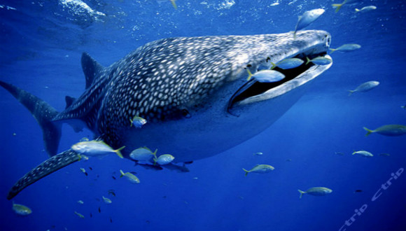 华侨城股份,迪士尼,海昌控股,弘毅