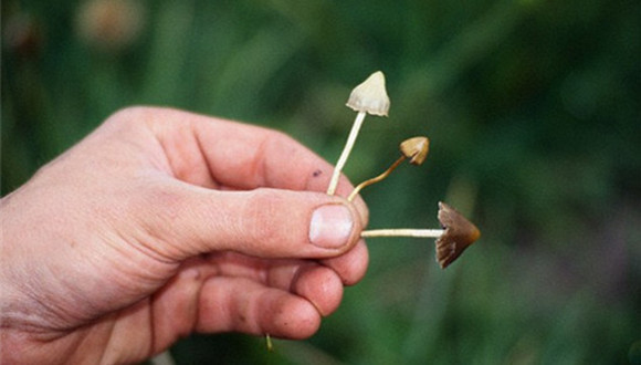 原来超级马里奥爱吃蘑菇是有原因的