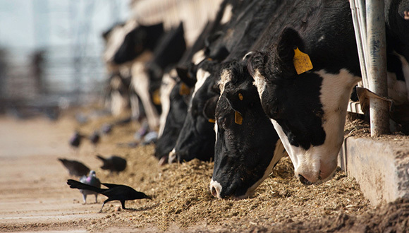 现代牧业淘汰的牛有病 蒙牛尚未受到牵连