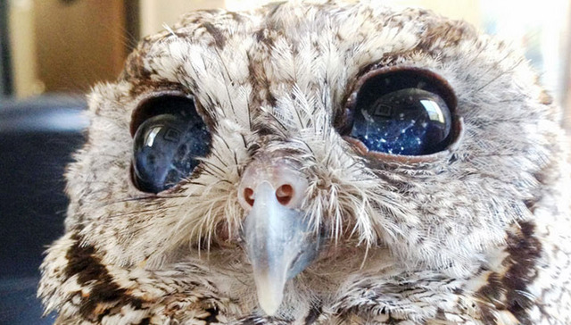 这只小猫头鹰虽然失明，眼里却装着浩瀚的星空