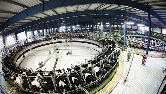 港交所,现代牧业,蒙牛,食品健康