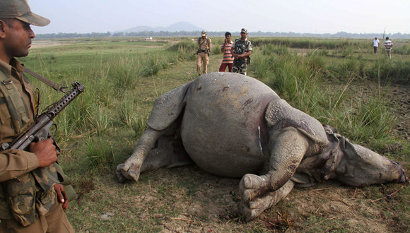 南非犀牛在哭泣：只因它们犄角的价值堪比可卡因
