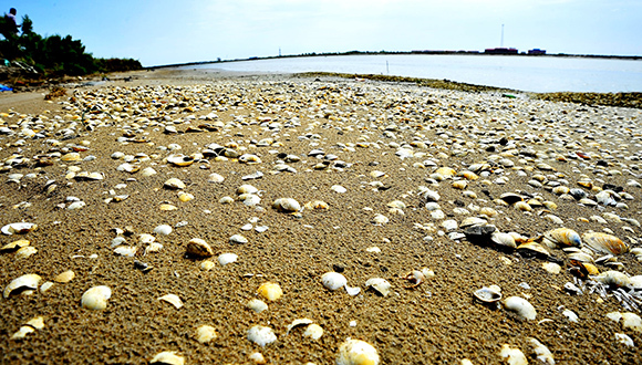 康菲漏油案,1.5亿元