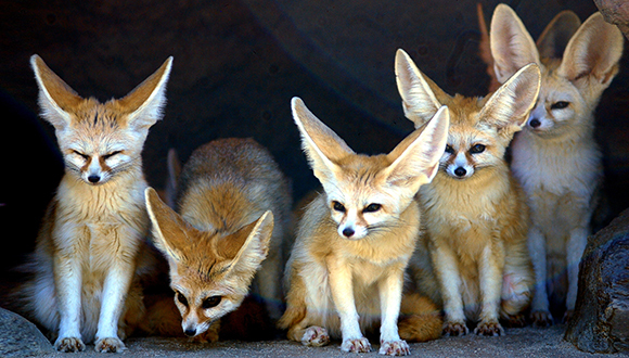 狐狸占领伦敦城,除害