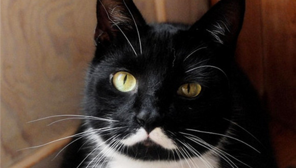 斯大林,猫,粉丝,挪威