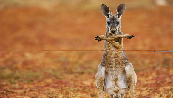 石油,澳大利亚,大宗商品