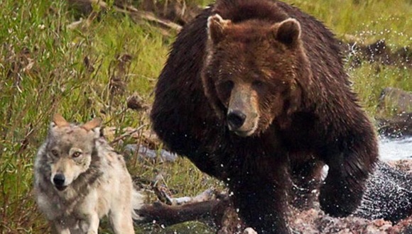 俄罗斯,普京,民意调查,民调,年度人物