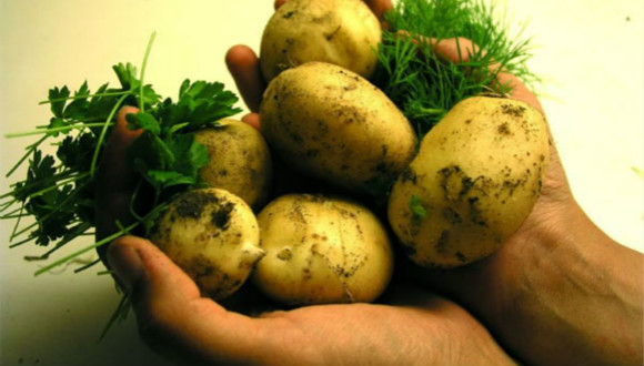 土豆,农业部,粮食安全,主粮