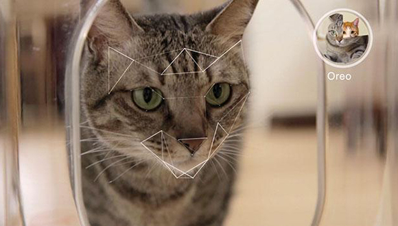 台湾创业者,智能喂食器