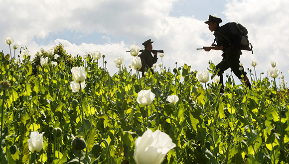 罂粟,中国市场,海洛因,缅甸,金三角