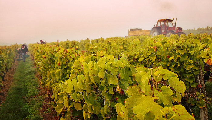 红酒基金,拉菲跌价