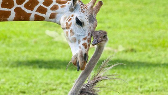 狗,猫,长颈鹿,熊,老虎