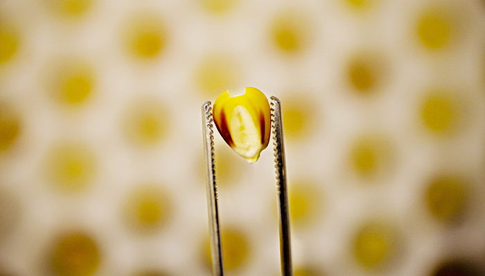 中央一号文件再次提到转基因