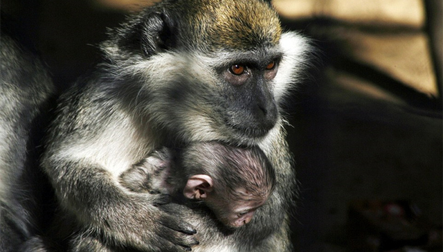 加沙地带,,巴以冲突,,动物园,,饿死的动物