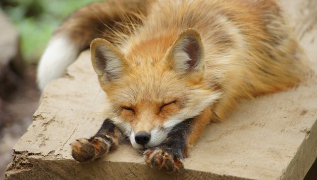 日本,旅游,狐狸,萌宠