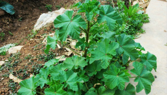 诗经,葵,向日葵