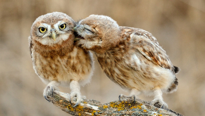 美国,卡塔尔,叙利亚,日本