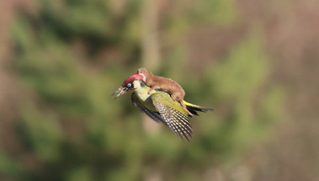 黄鼠狼,啄木鸟,普京,甘道夫