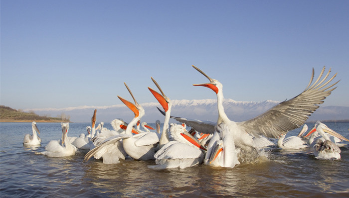 国家电网,巴菲特,复星国际,欧元债券