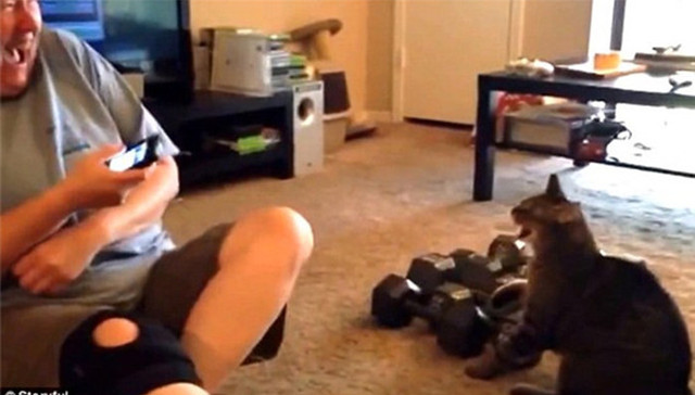 猫,APP,Human-to-Cat,Translator,美国