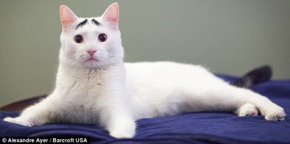 这只猫咪靠销魂的"八字眉"红遍了社交网络