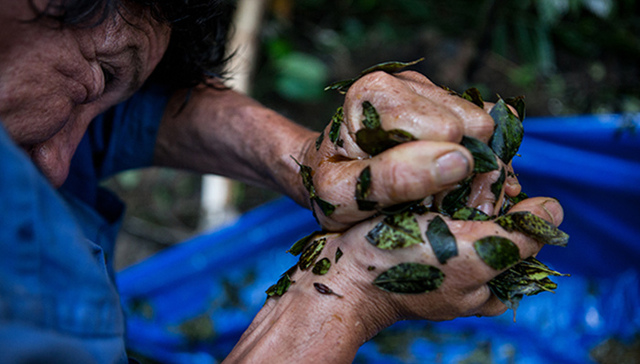 玻利维亚,,Coca,,古柯,,可卡因