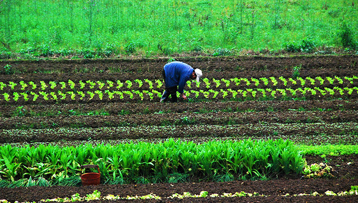 农村金融自治,农村小额贷款,农业银行