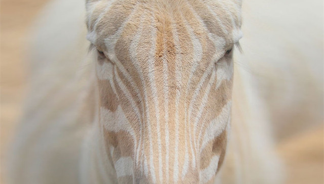 白化病,动物,基因,自然